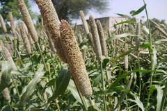 Pennisetum americanum